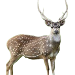 Exotic animals products