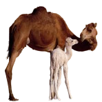 Veterinary medicines